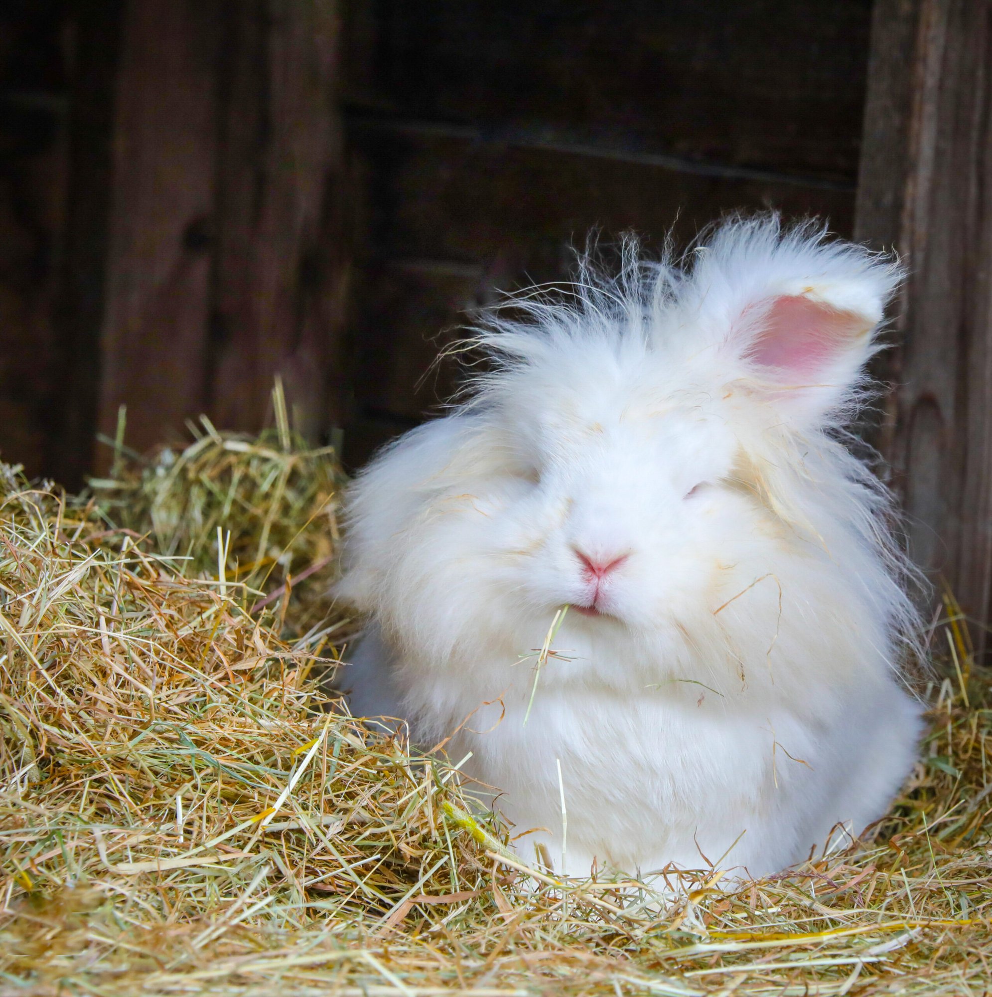 A white rabbit resting in the hay — a photograph by Vanessa Owen